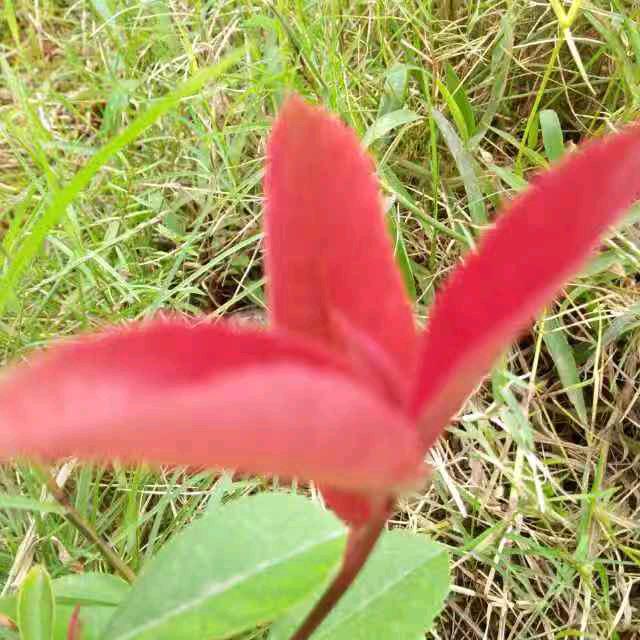 红叶🍁💘