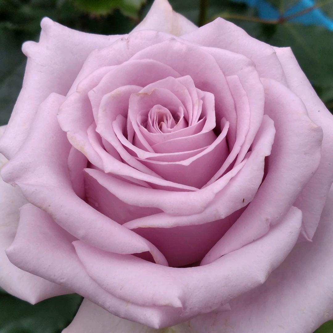 飞燕