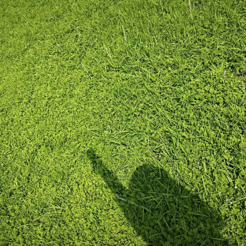 宝莉爱凉糕