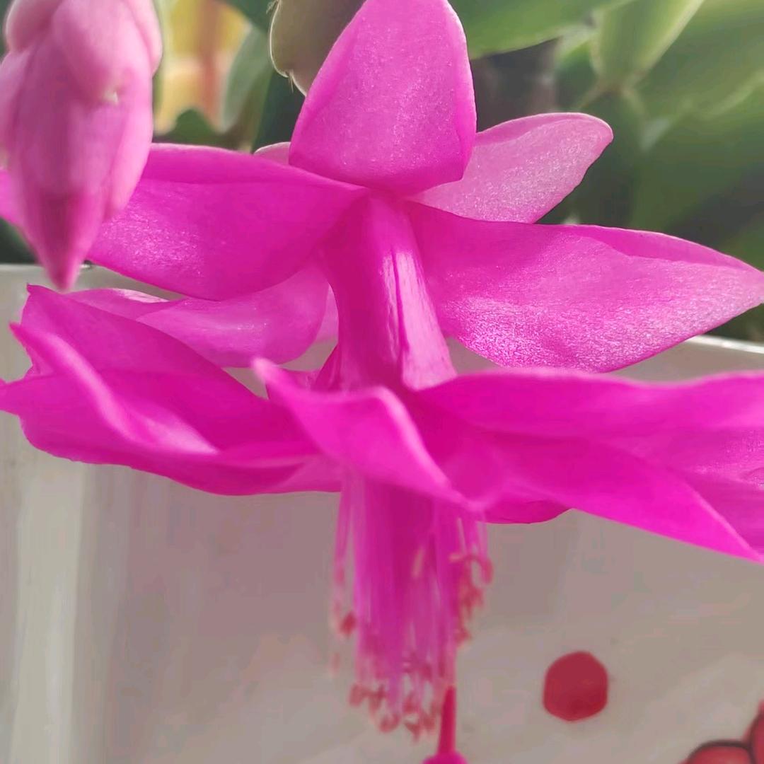 前世今生共相伴