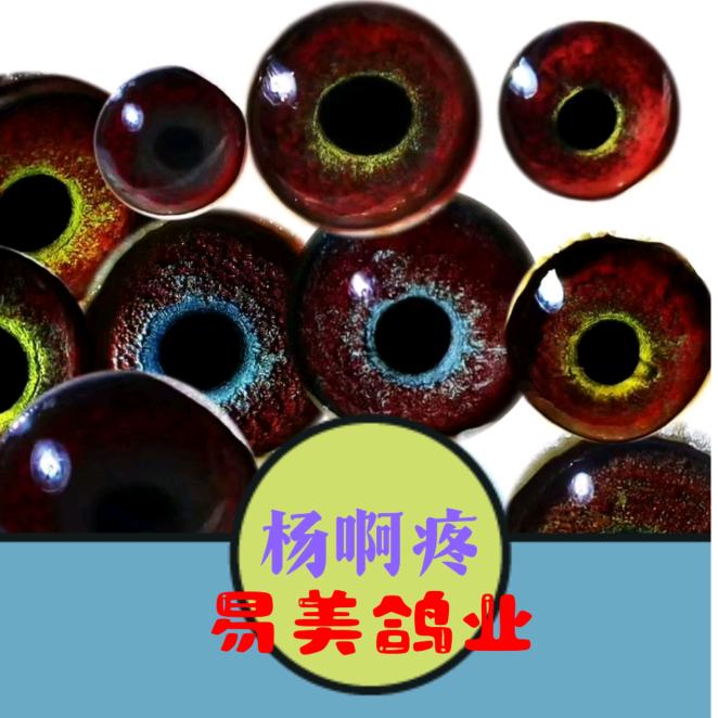 易美鸽业