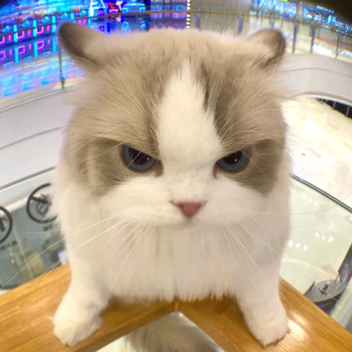 猪蹄终结者