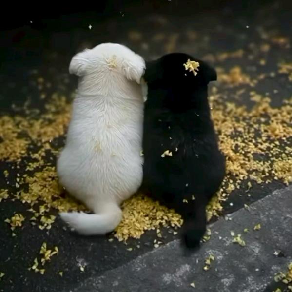 1699999孤狼一生“指”爱你琴