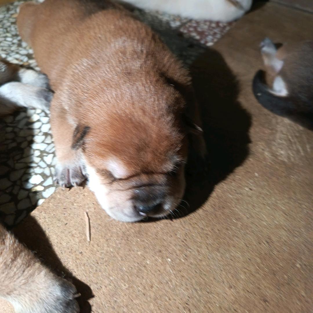 古都---中华田园犬