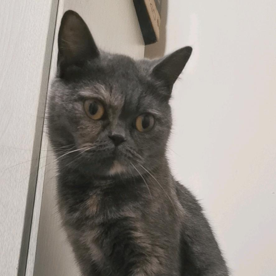 加菲猫📢