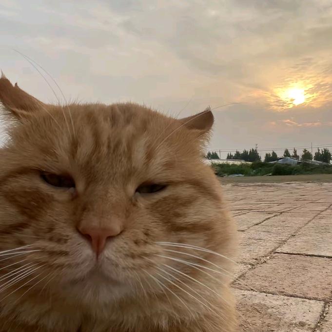 AA上门捕鼠橘哥