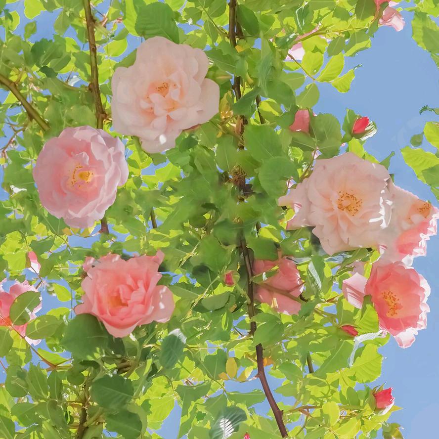 香香✨想so