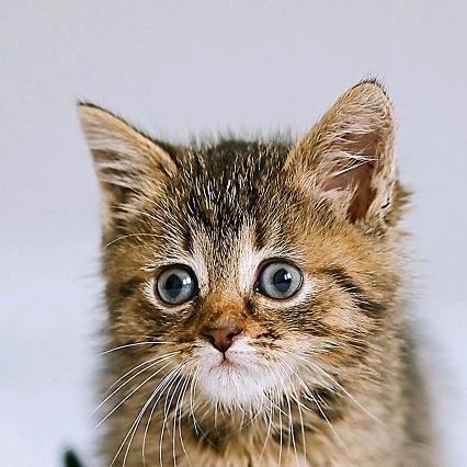 成恬妞晚上6:20开播