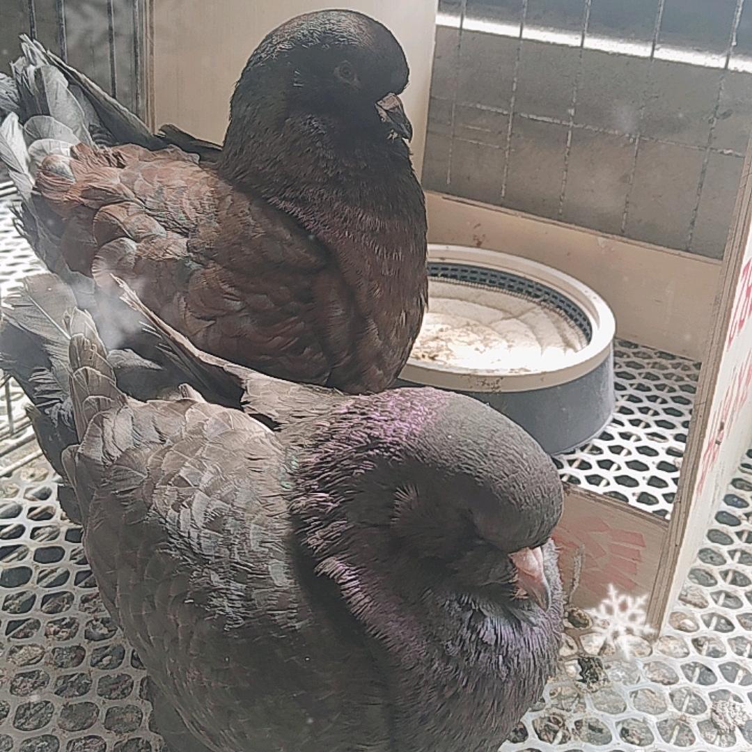 圆环鸽vs元宝鸽