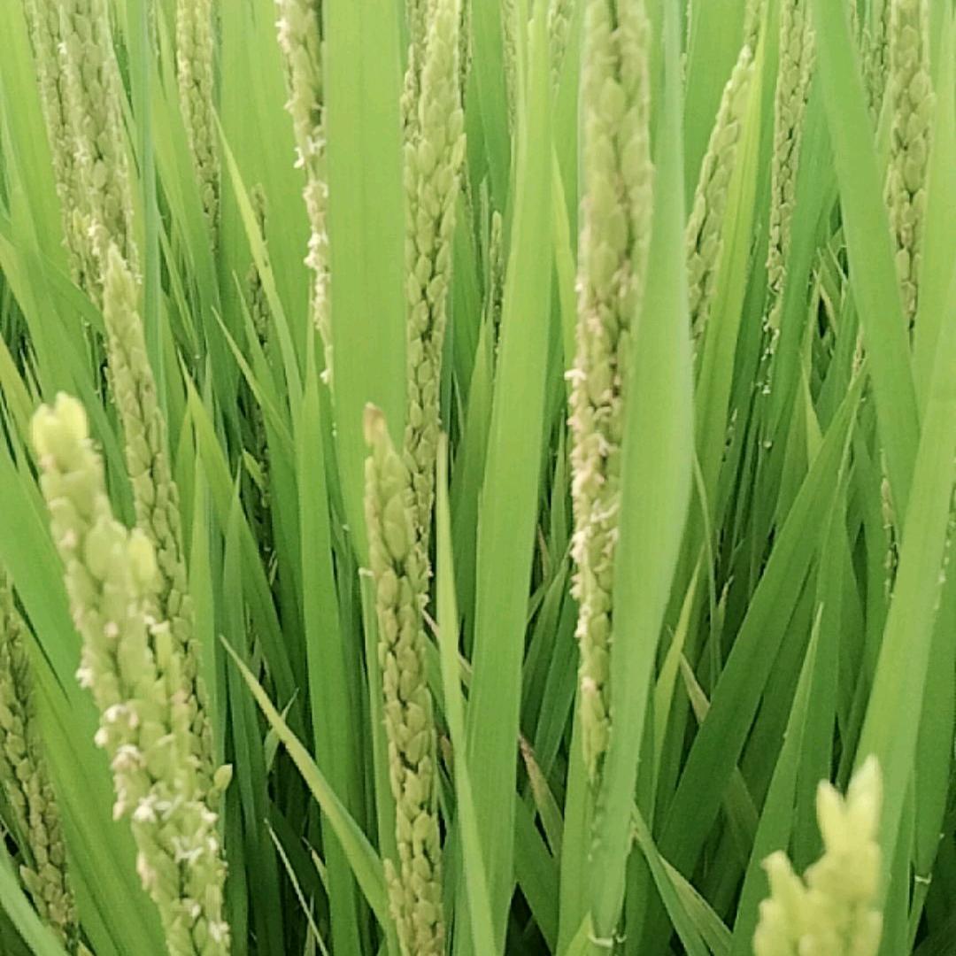 🍀人生如梦🌷