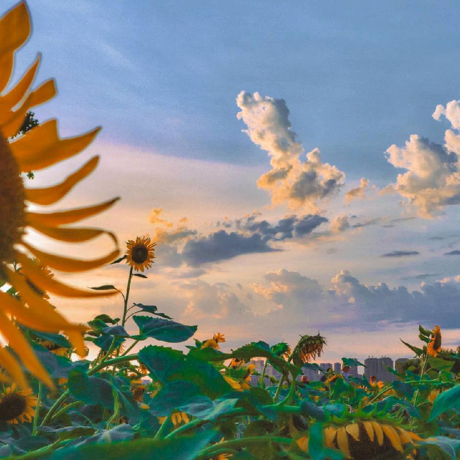 如期而至🌻