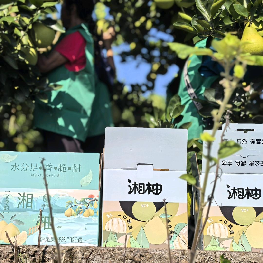 老李的湘柚