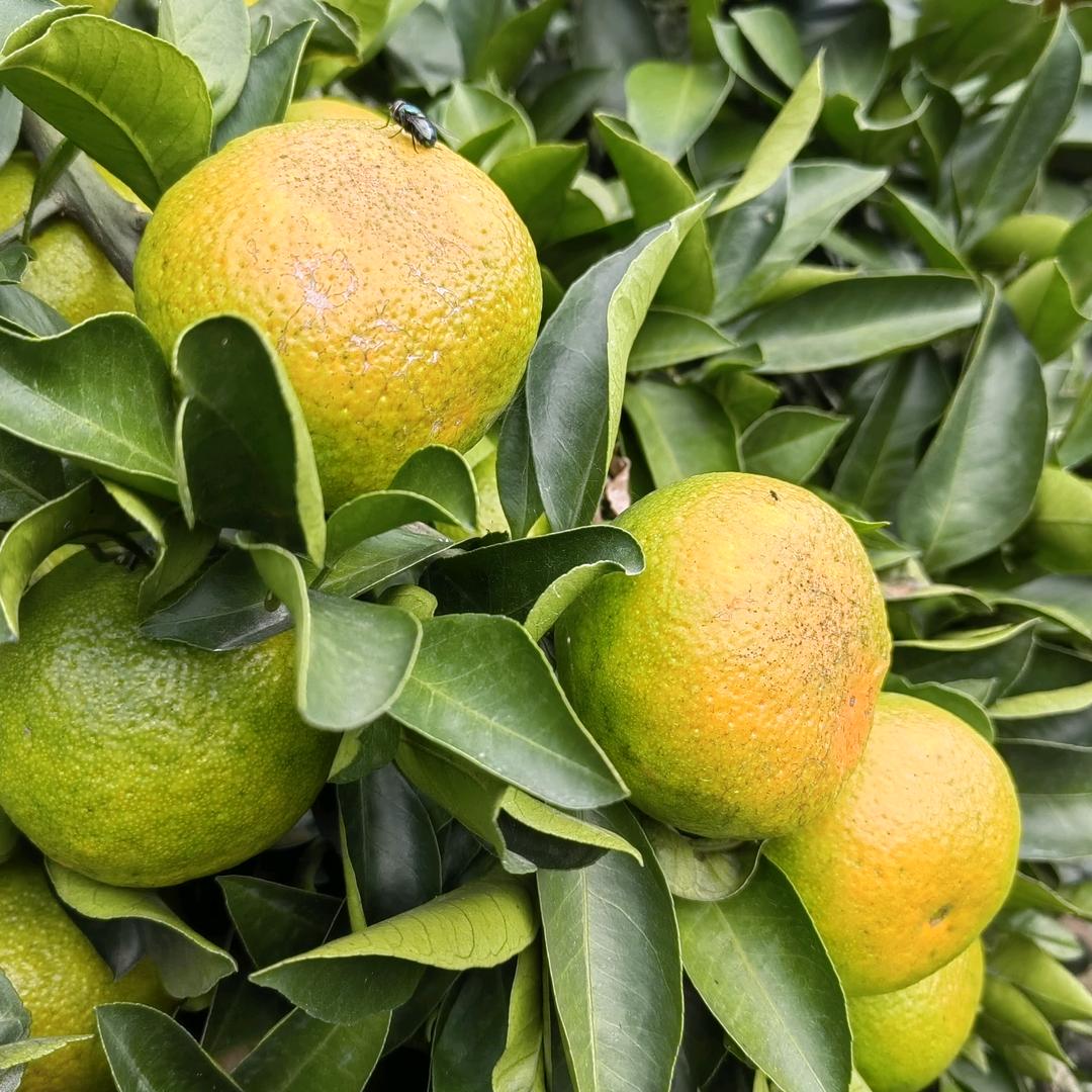 新鲜水果蔬菜（勇哥）