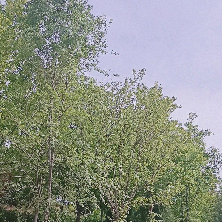 有毛病的废话人