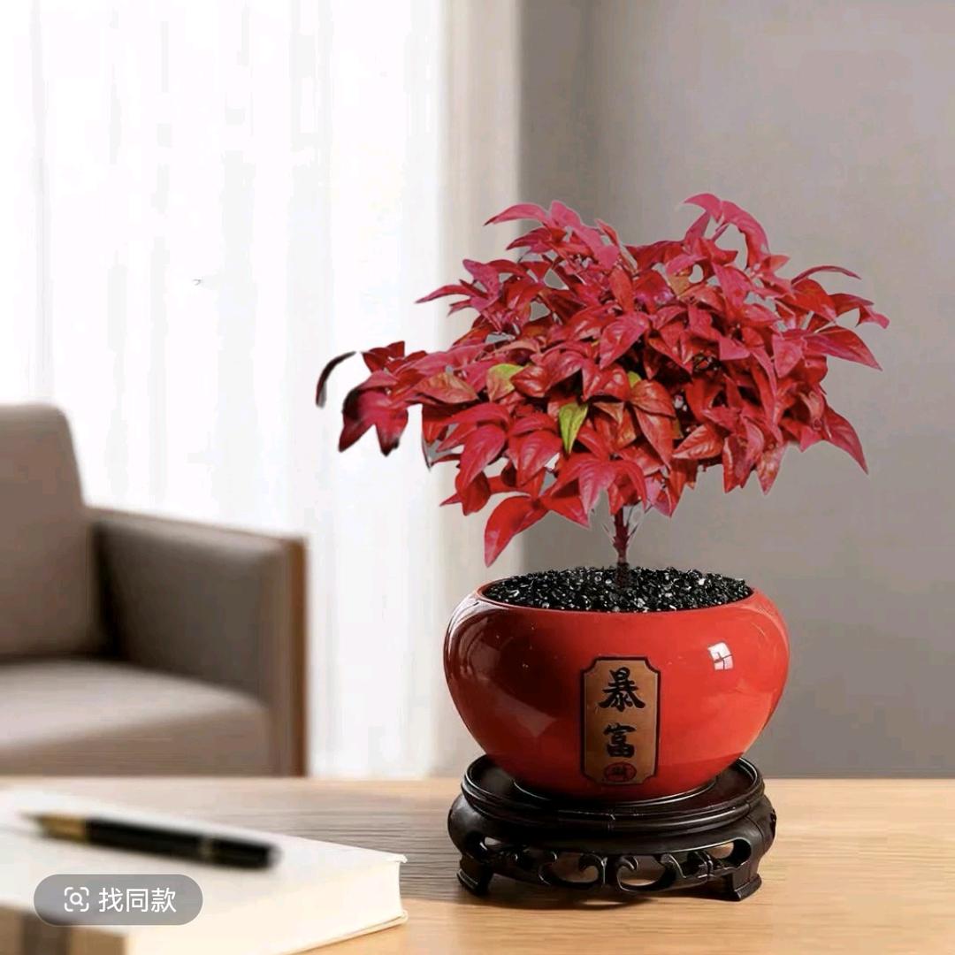 火焰南天竹基地