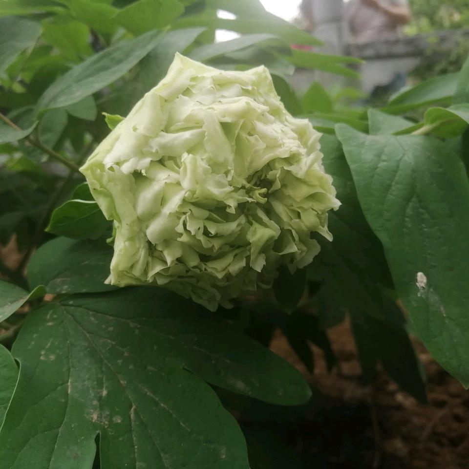 兜里有糖🍬🍬🍬