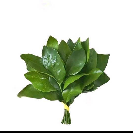 谢湘