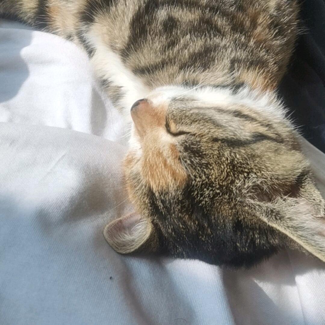 你猜我猜不猜头像