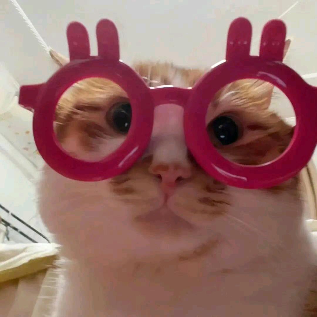 小猫吐司ฅ՞••՞ฅ