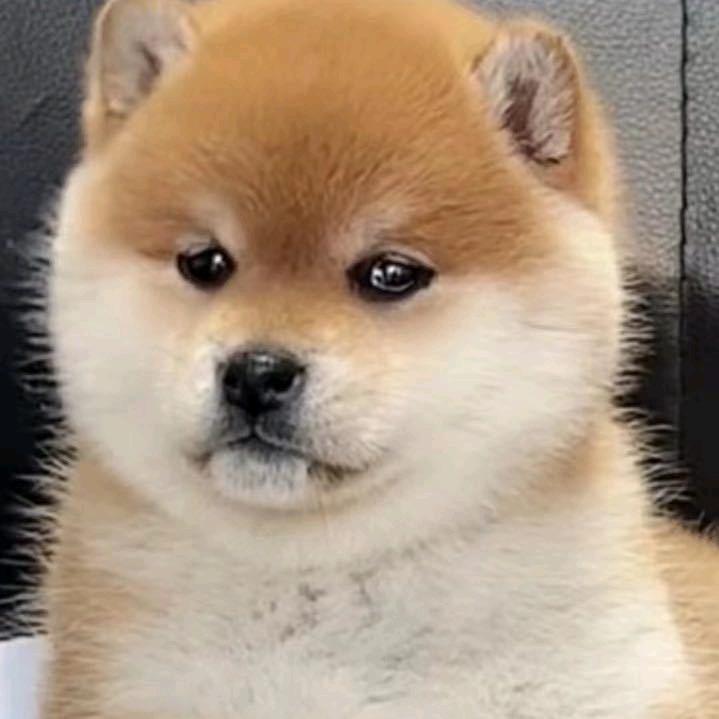 小柴主艳子犬舍