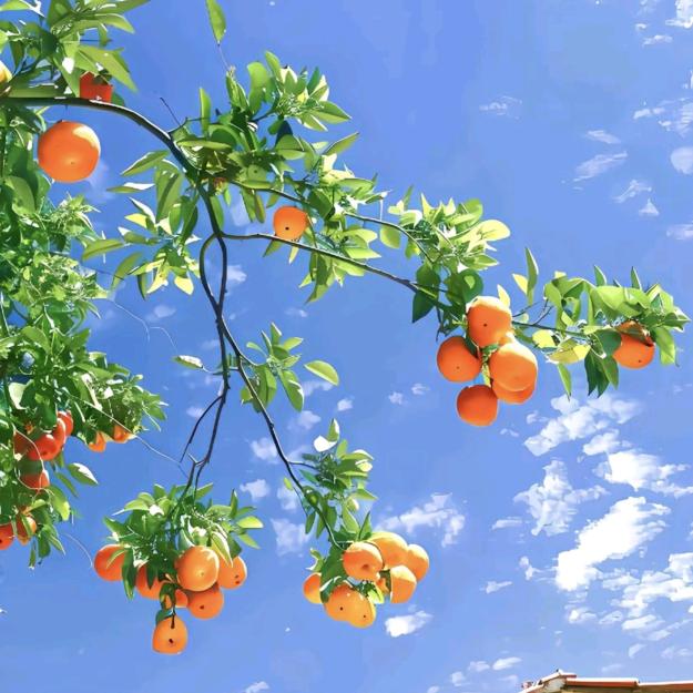 莓莓小方🍓