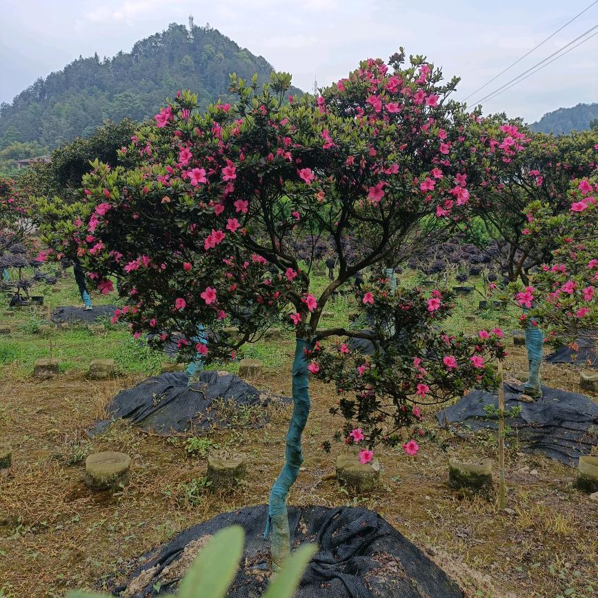 重庆博有禾农业开发有限公司
