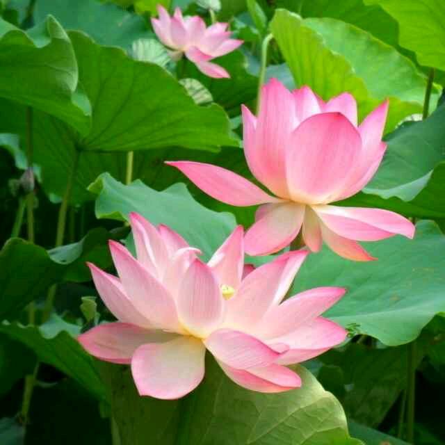 出水芙蓉