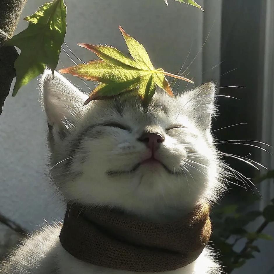 。头像