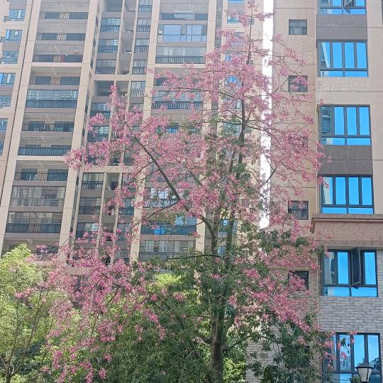 郑菇凉