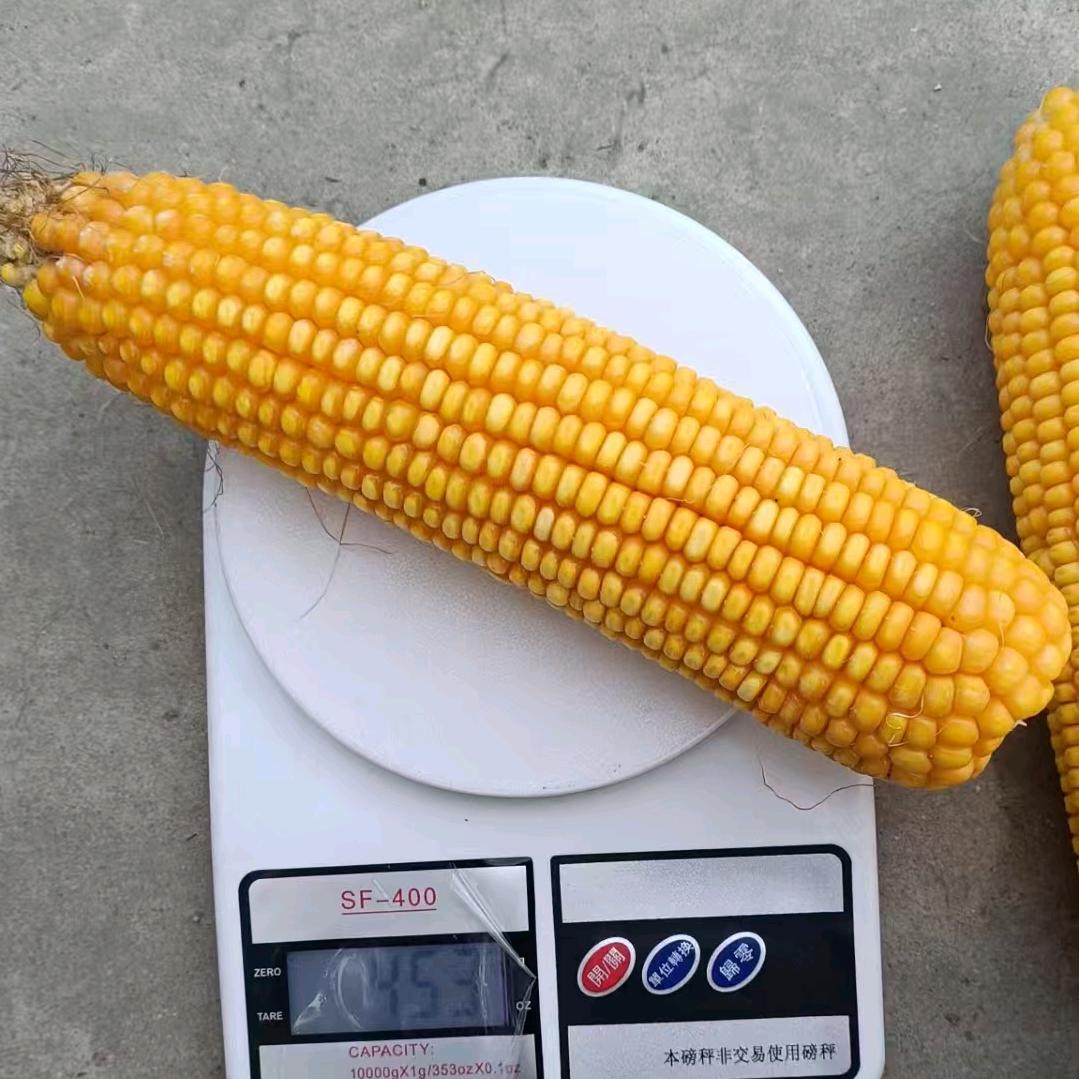 大力农业（龙哥）