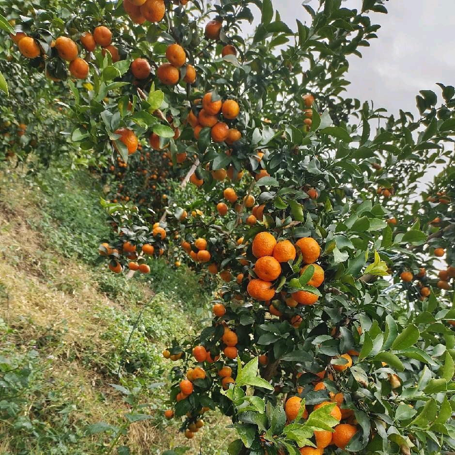 好运连连，大吉大利