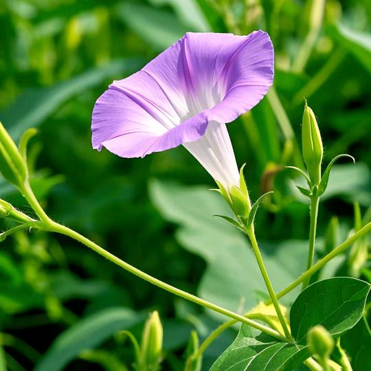 花姨（单身找伴）