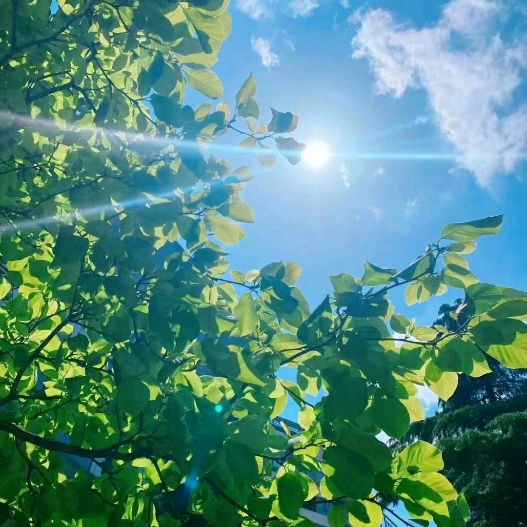 木木酱