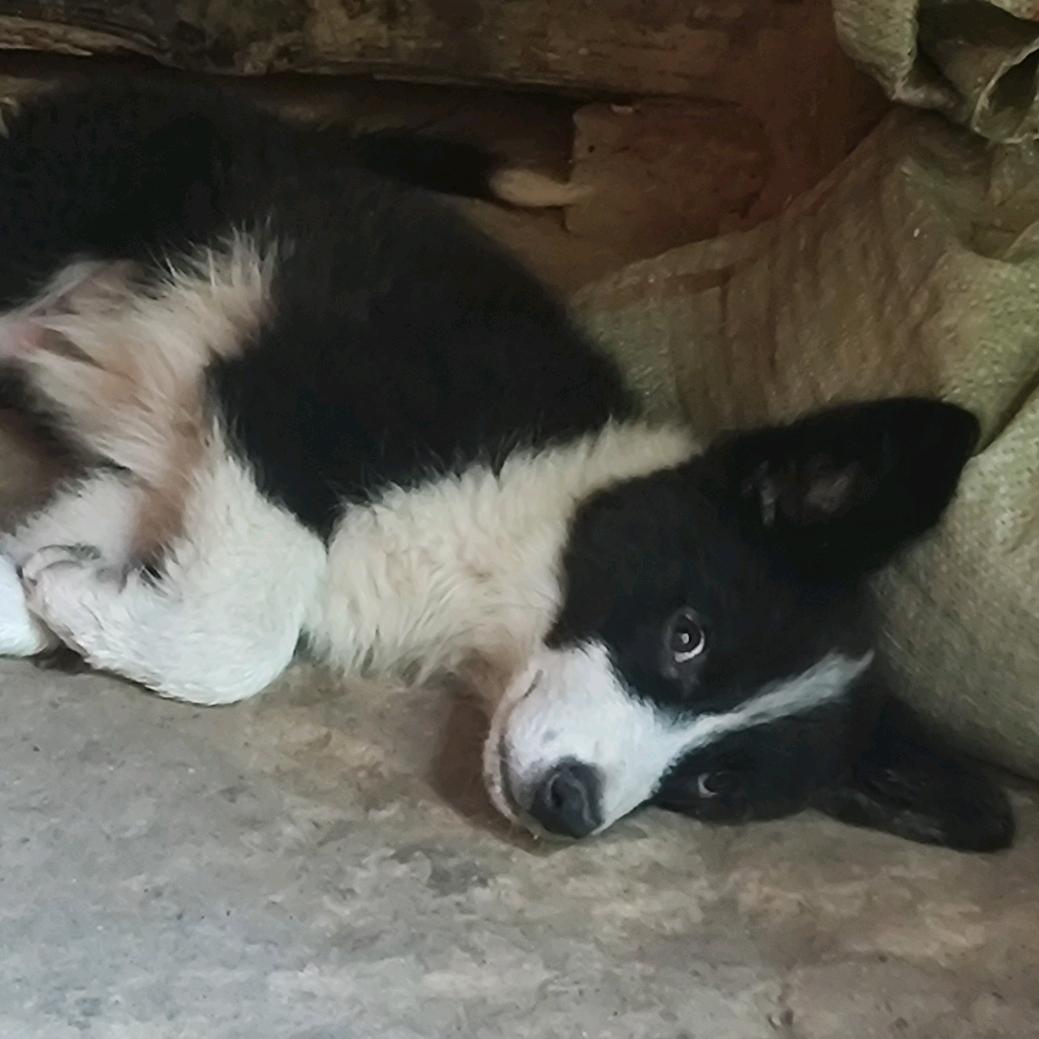 熊猫是一只边牧