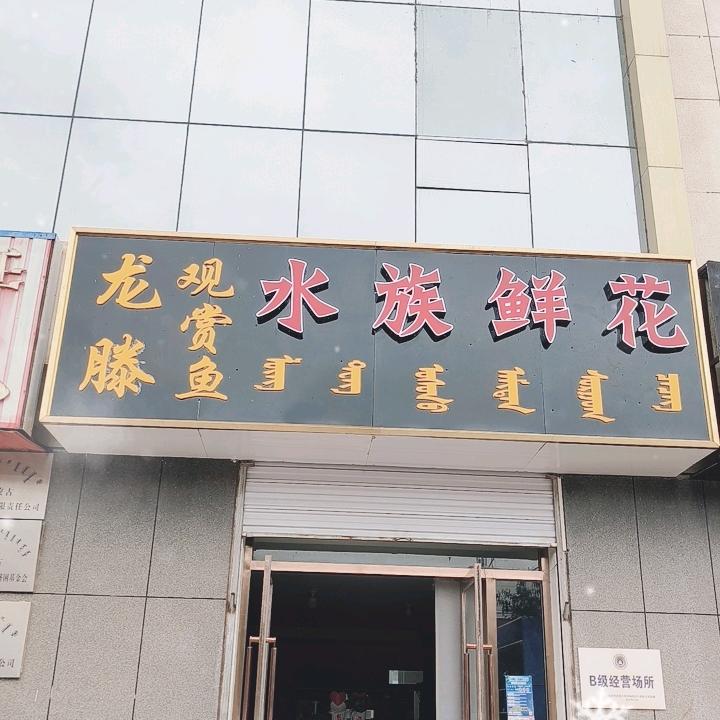 东升庙龙滕水族鲜花