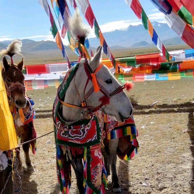 一切都是，🐎1376