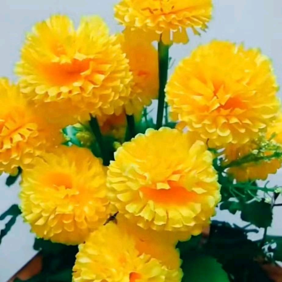 开心妹