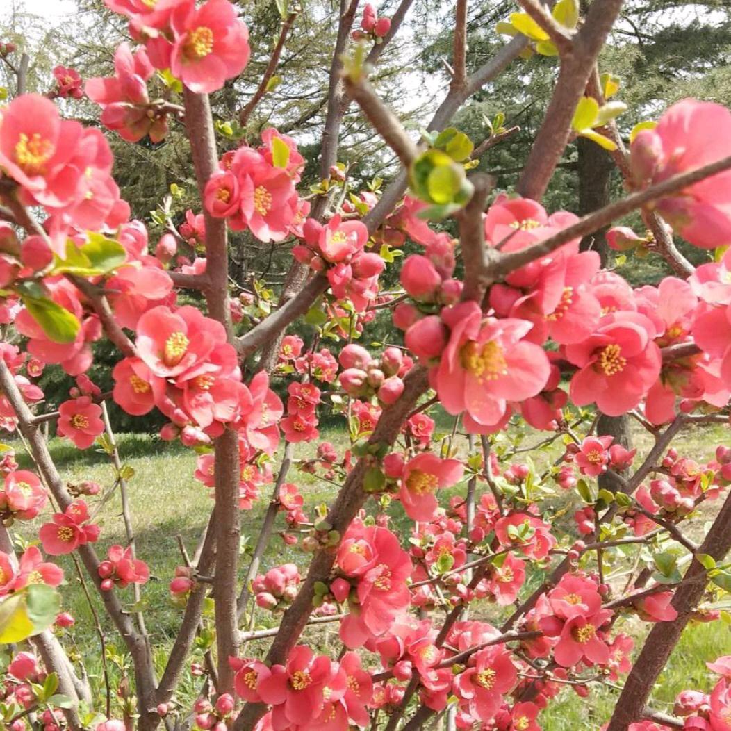缘梦