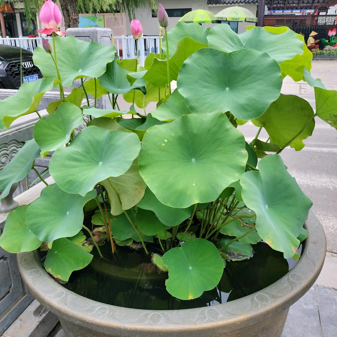 济宁三老表  微山刘大厨