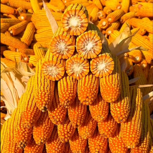 徐大姐农资