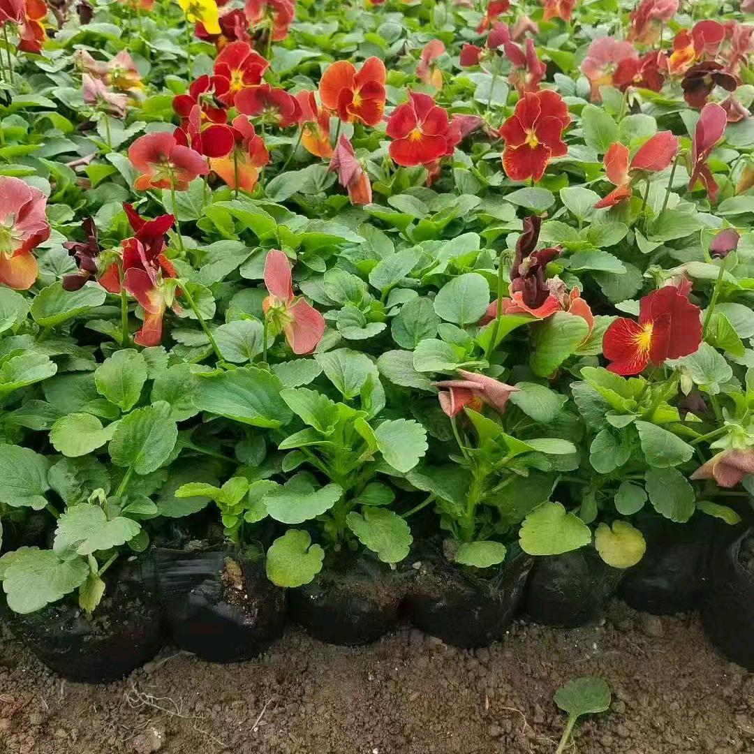 各种花草批发，