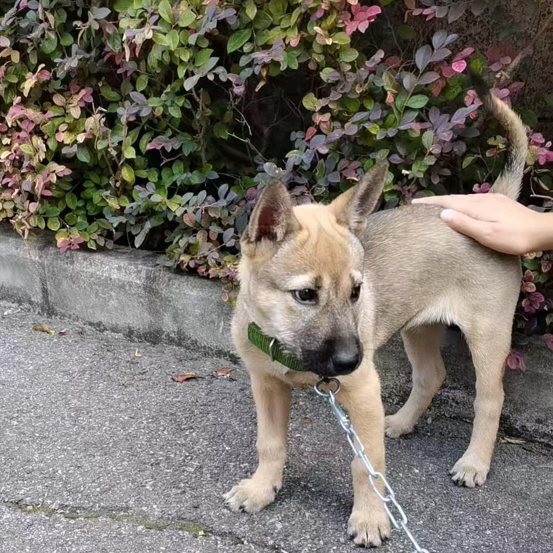 韩式宜家供应链