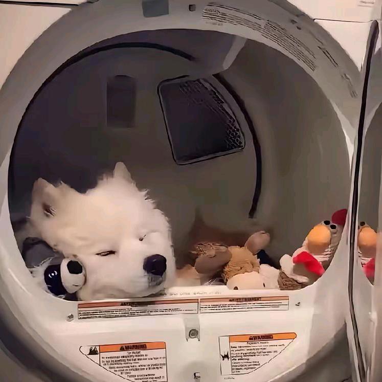 一只不会飞的鱼