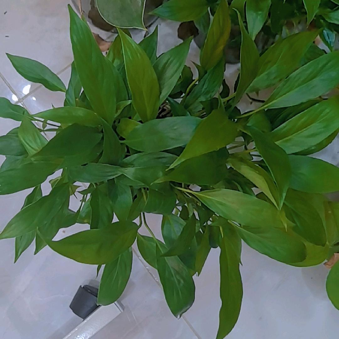 襄阳～白透亮～美丽
