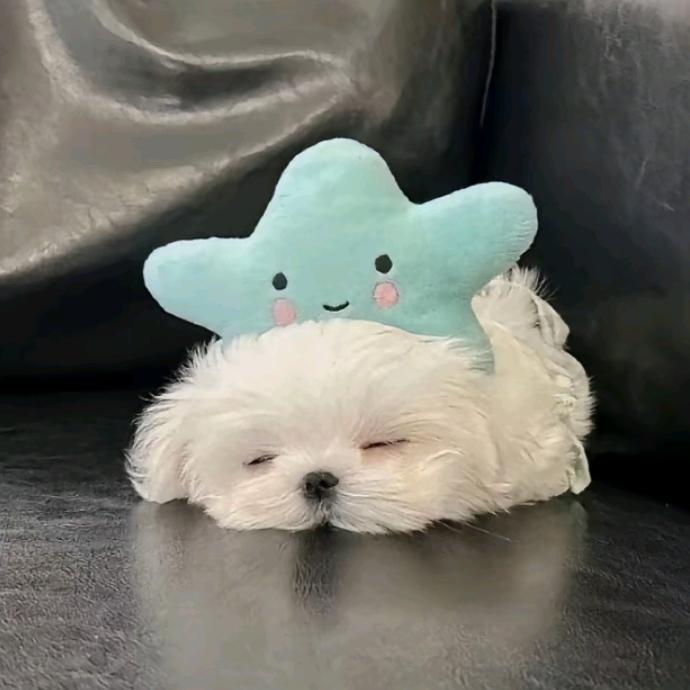 聆江愿