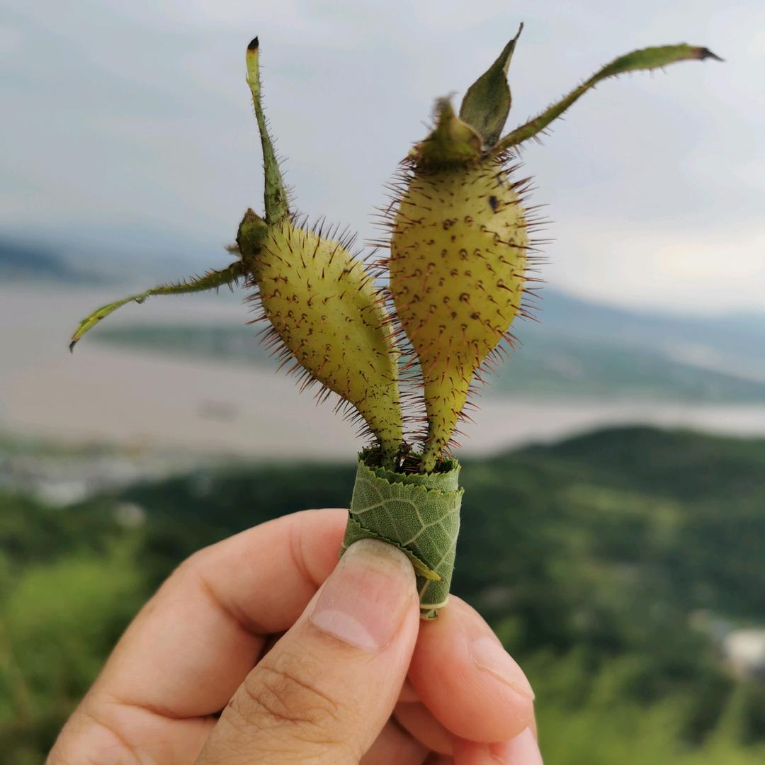 江哥