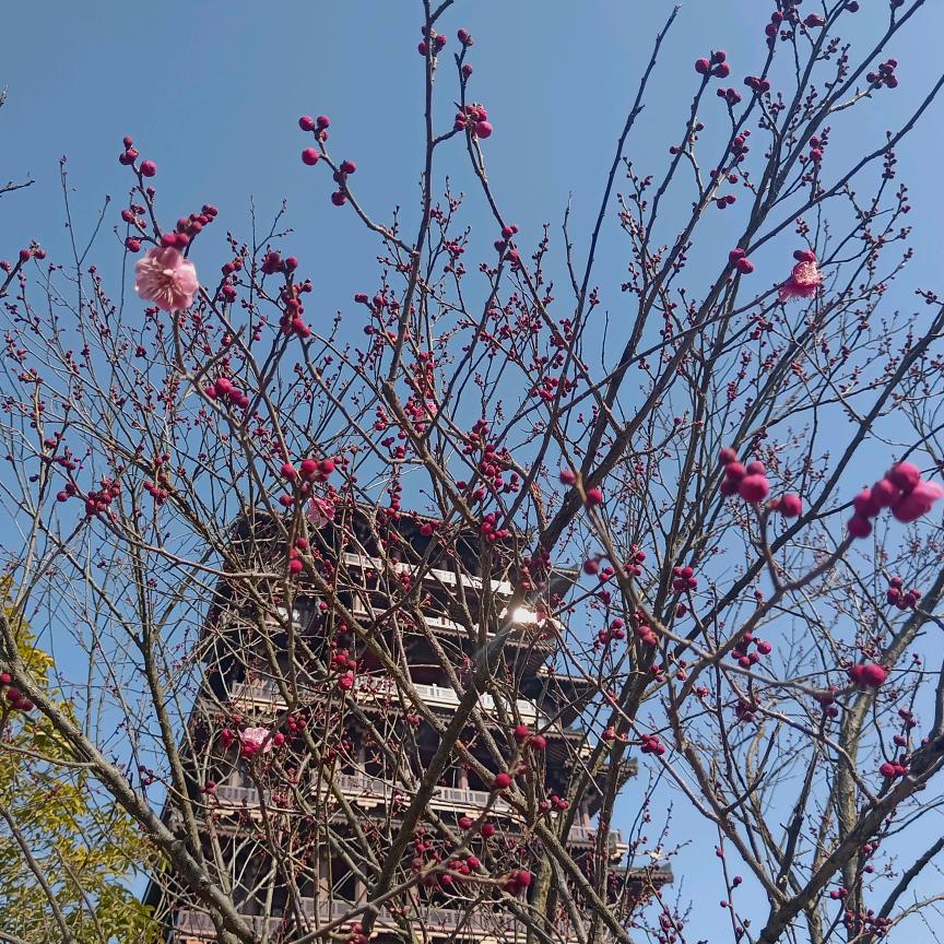 小红豆