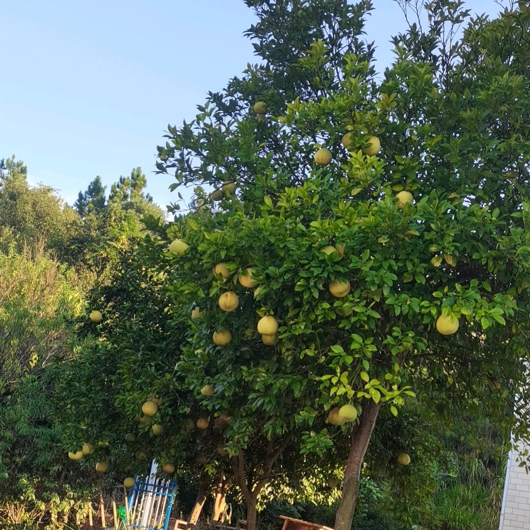 把一件简单事做好