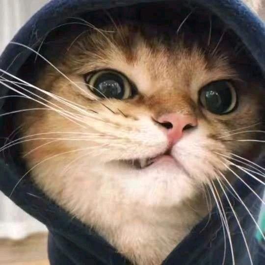 小洲不玩丢子