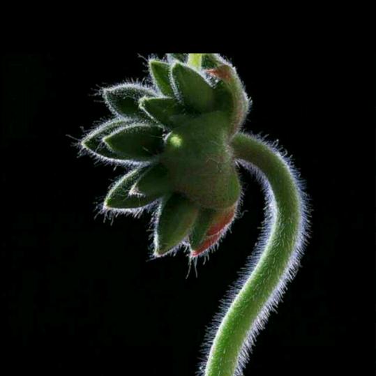 一物之美静观宇心